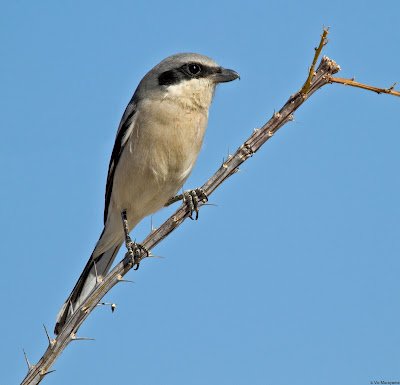 Cendet - Loggerhead Shrike (Lanius ludovicianus) California USA